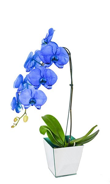 Vaso de Flores Orquídea Azul - Floricultura Cuiabá