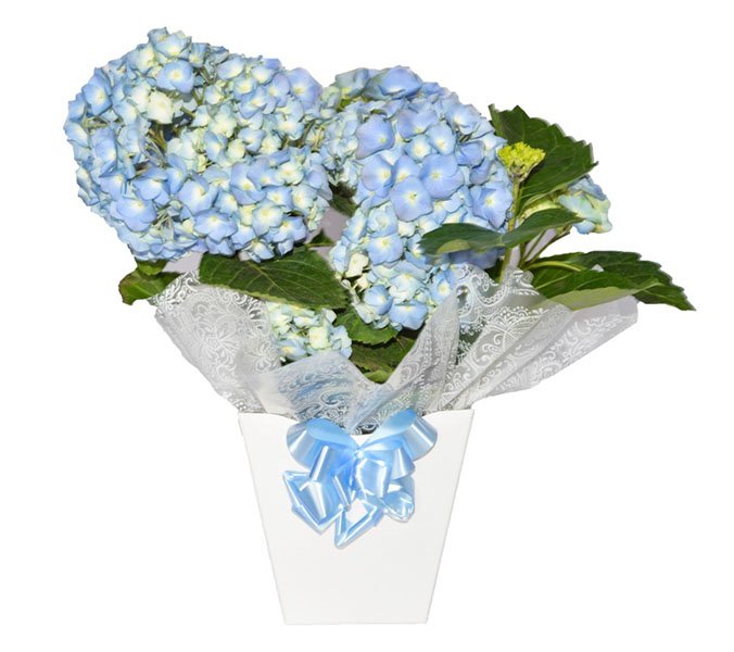 Vaso de Flores Hortencia Azul - Floricultura Cuiabá