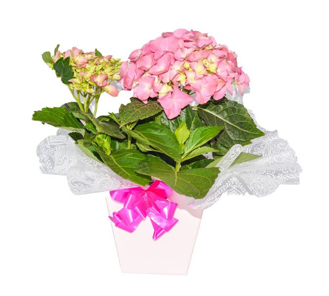 Vaso de Flores Hortencia Rosa - Floricultura Cuiabá
