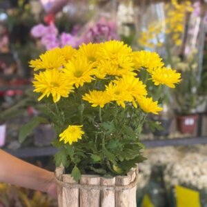 Margaridas