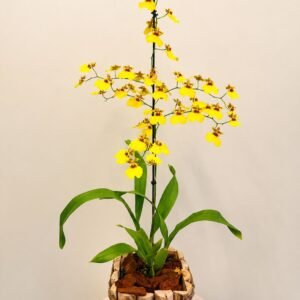 orquídeas chuva de ouro