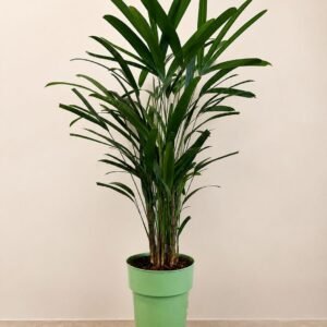 palmeira rafia