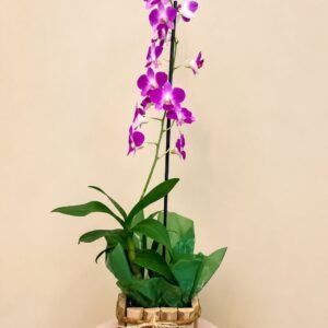 Orquídea Denpha